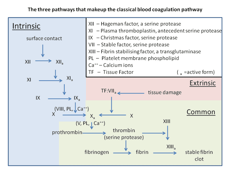 coagulation cascade warfarin