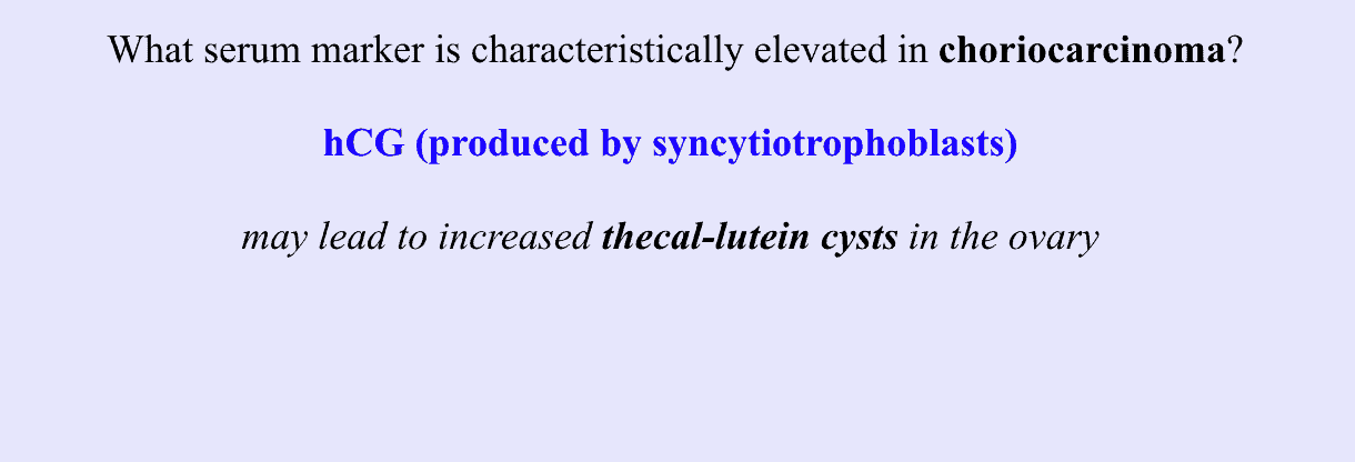 Typical Zanki Card on Syncytiotrophoblasts